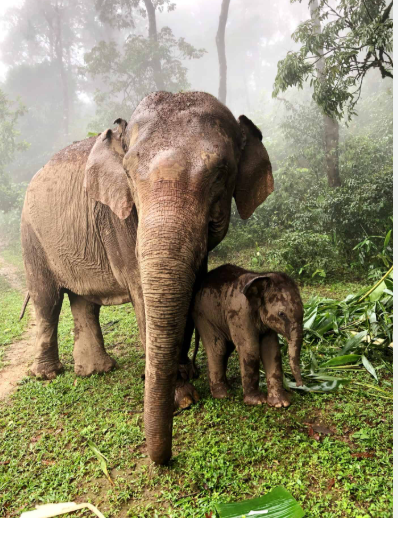 Never Forget Elephant Foundation