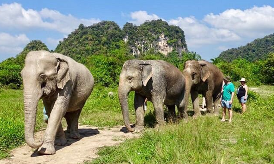 Krabi Elephant Sanctuary