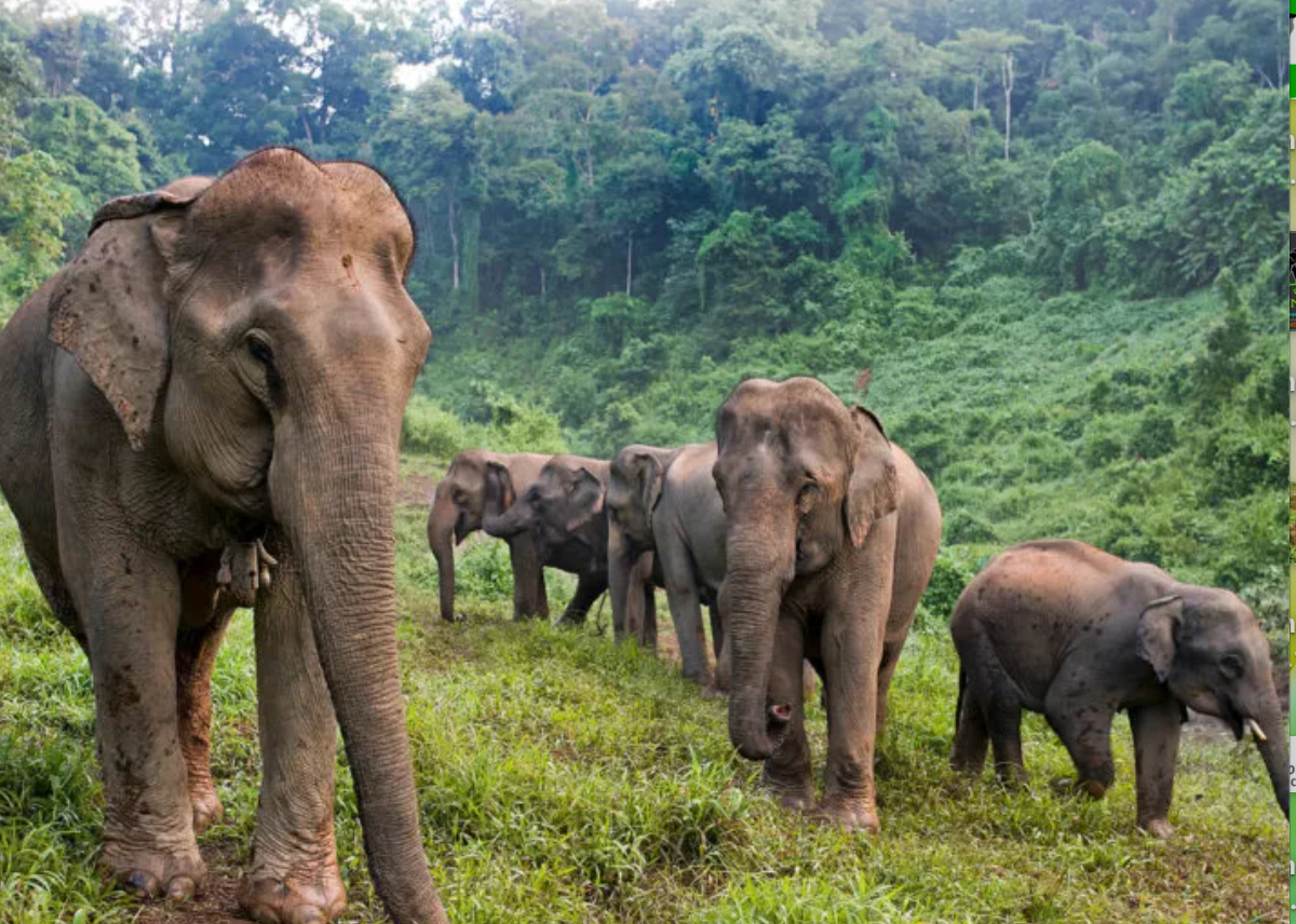 Laos Elephant Conservation Centre