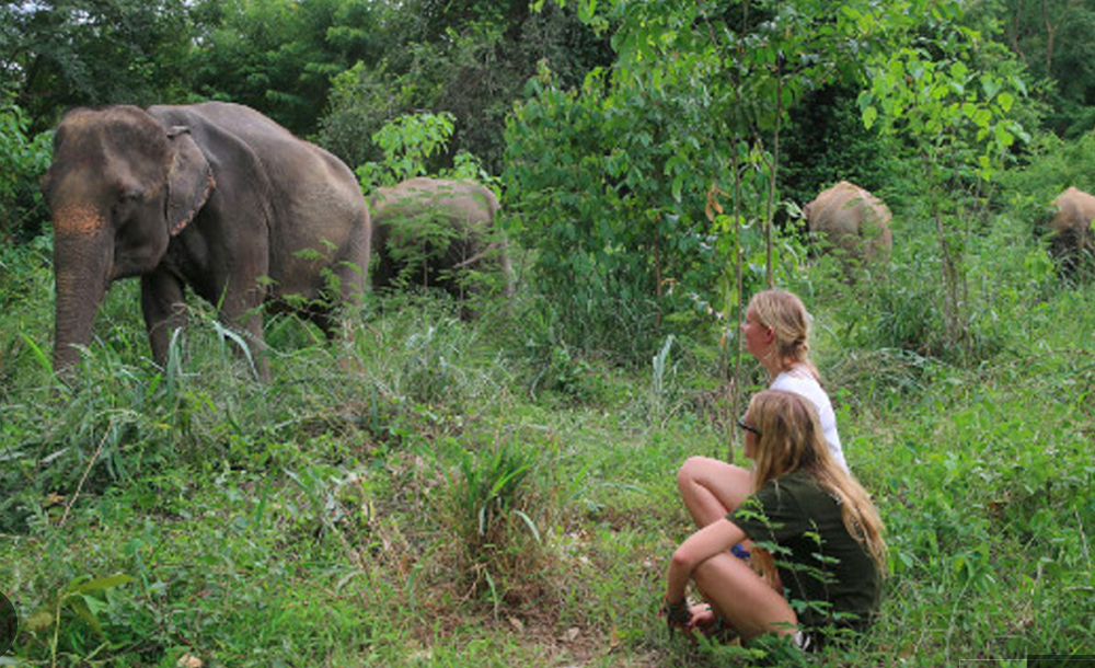 Elephant Haven