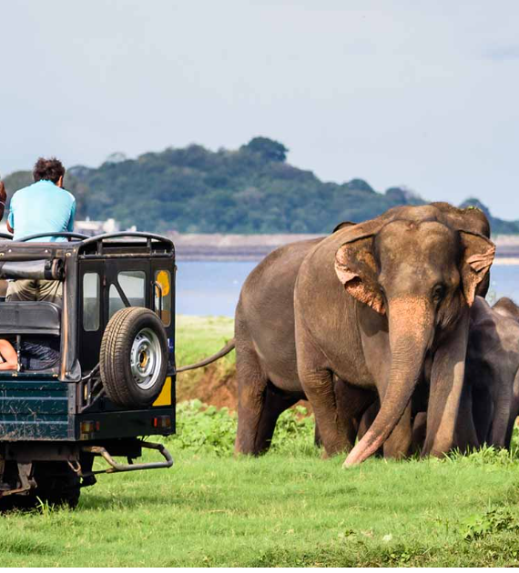 Yala National Park & Udawalawe NP