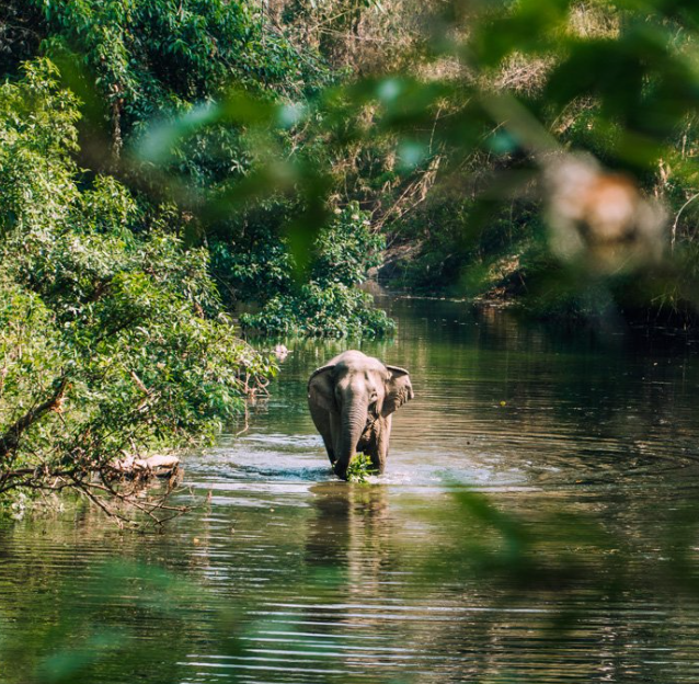 Yok Don National Park