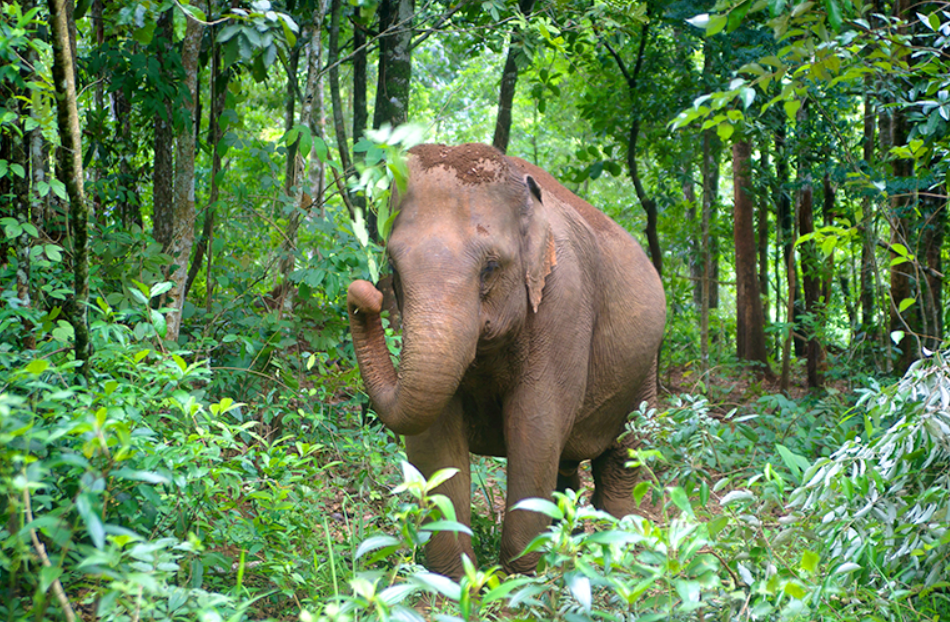 Mondulkiri Sanctuary