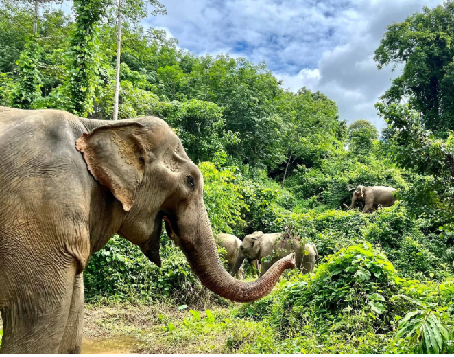 Boon Lott's Elephant Sanctuary (BLES)