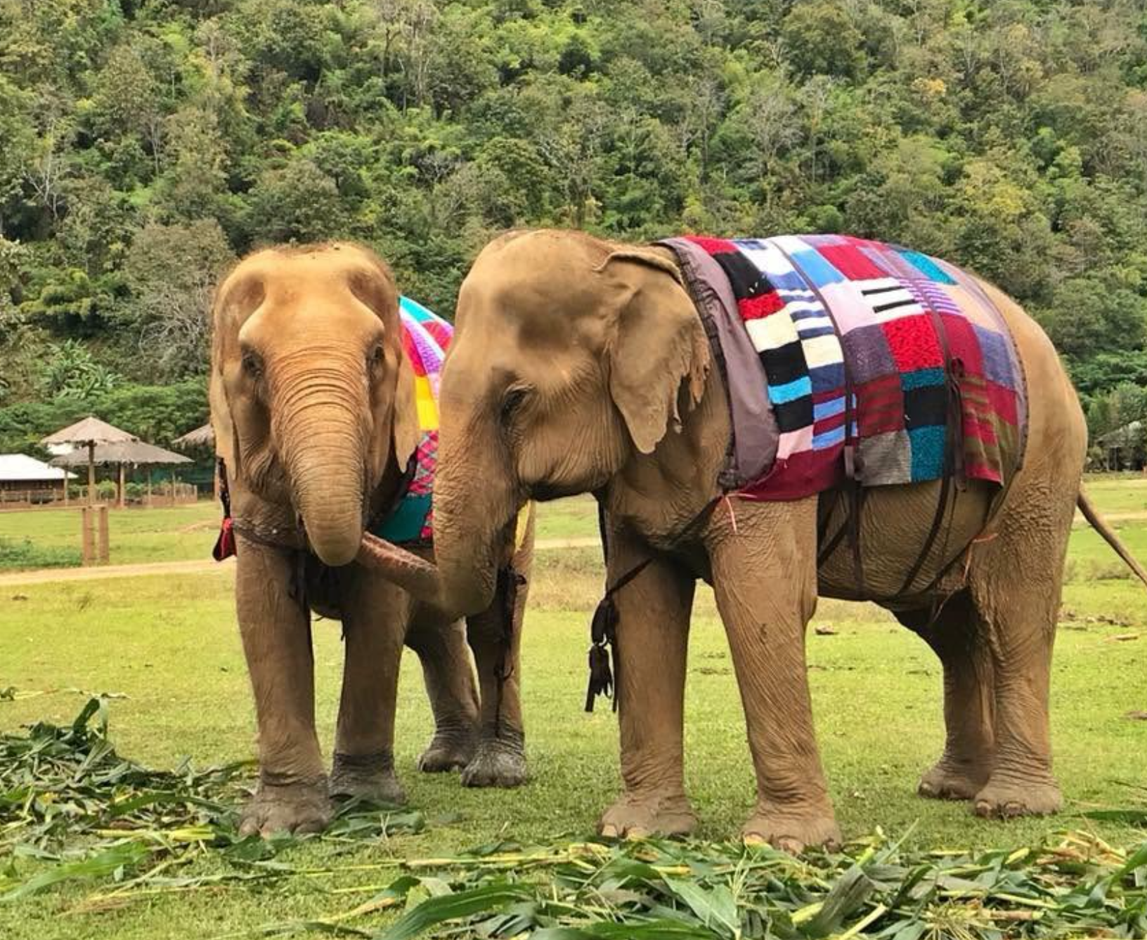 Save Elephant Foundation Myanmar