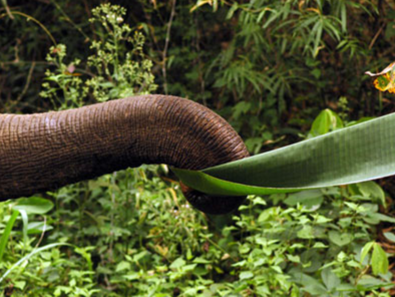 Salak Phra Wildlife Conservation Project