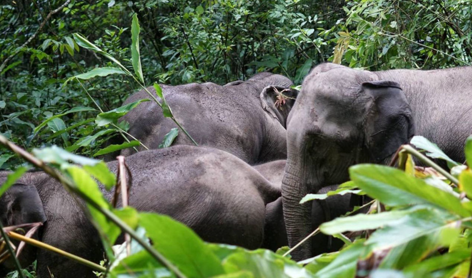 Mahouts Elephant Foundation