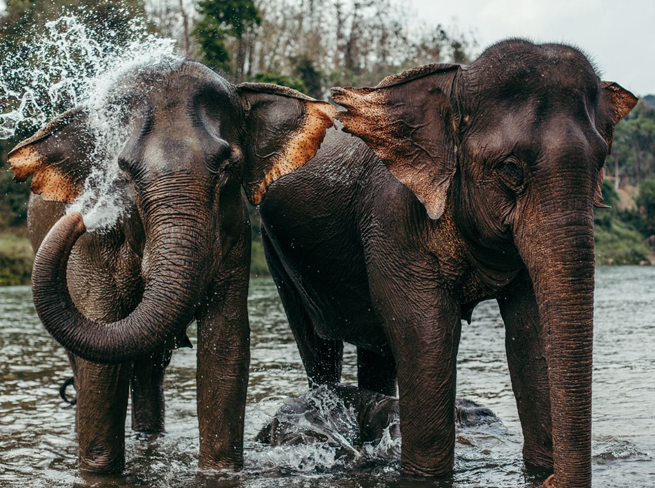 Mandalao Elephant Conservation
