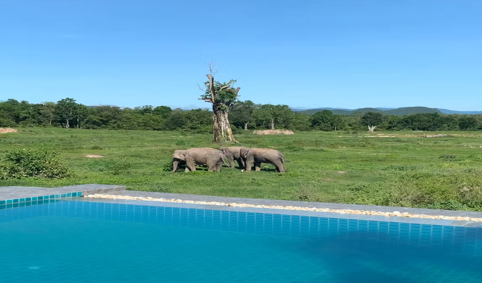 WFFT: Wildlife Friends Foundation Thailand
