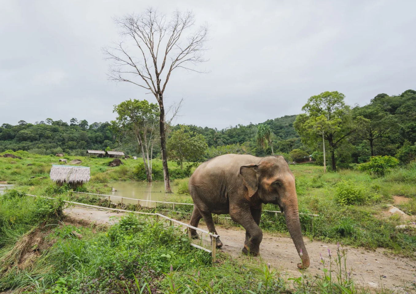 Tree Tops Elephant Nature Reserve
