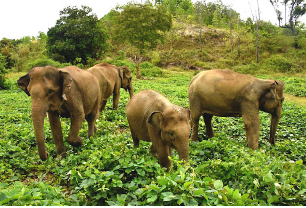 Barumun Nagari Wildlife Sanctuary