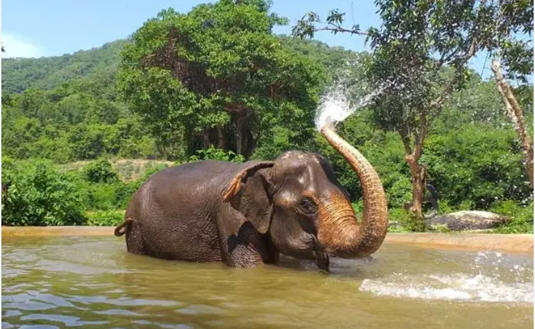 Pattaya Elephant Sanctuary