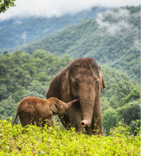 Kindred Spirit Elephant Sanctuary