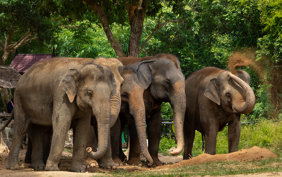 Samui Elephant Haven