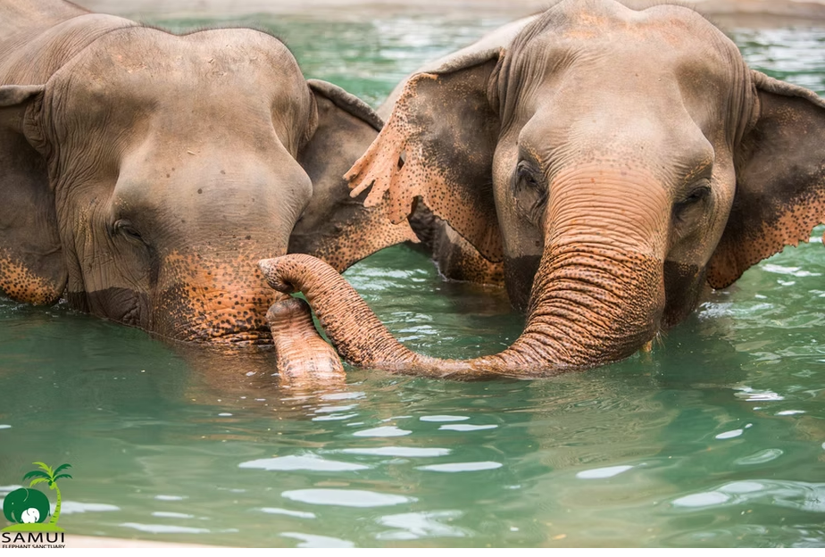 Samui Elephant Sanctuary