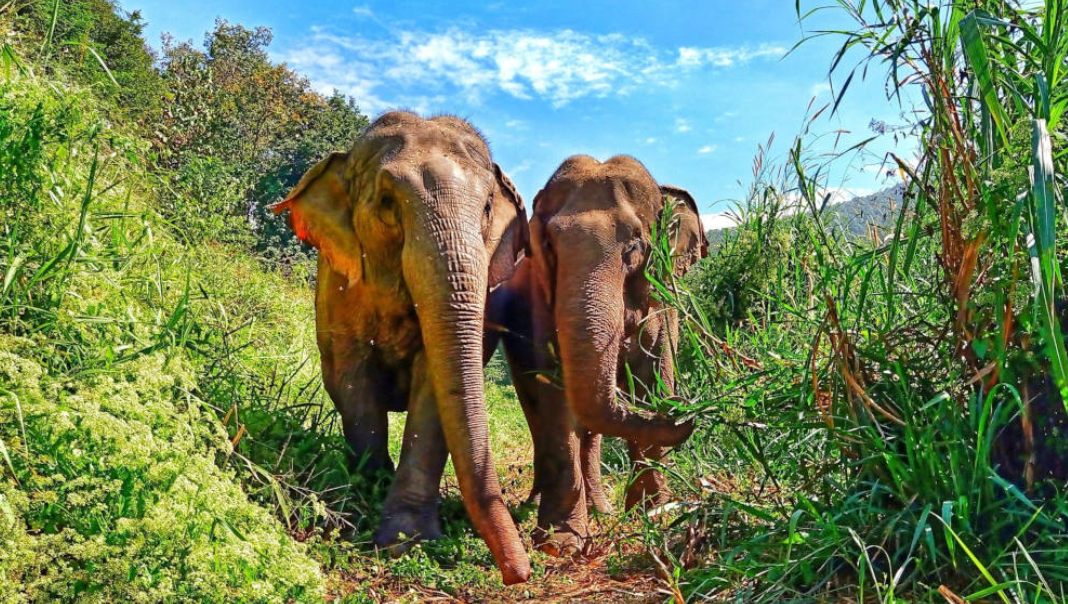 BEES - Burm and Emily's Elephant Sanctuary